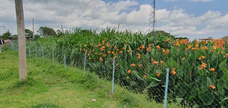 The planted constructed wetland in Adama