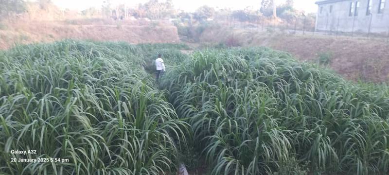The planted wetland bed in Adama