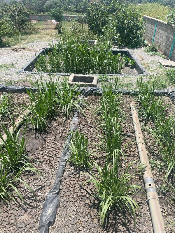 Newly planted wetland beds with distribution pipes