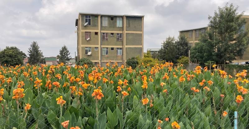 Flowering constructed wetland in front of condominium blocks in Shashemene